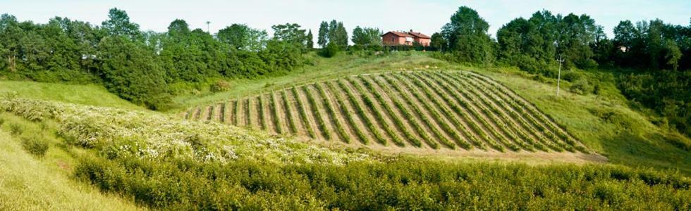 Il Pino Bioagricoltura Villa Terranuova Bracciolini Exterior foto
